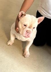 Lost Male Dog last seen Ashburtin, Nepperhan and Warburton, Yonkers, NY 10701