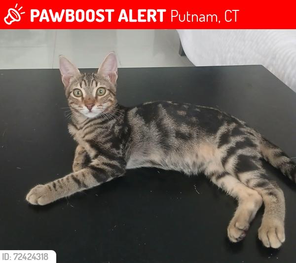 Lost Male Cat last seen Walmart Parking Lot, Putnam, CT 06260