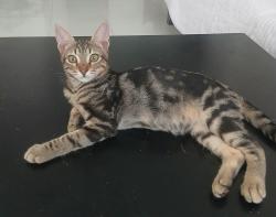 Lost Male Cat last seen Walmart Parking Lot, Putnam, CT 06260