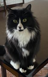 Lost Female Cat last seen Near s 4000 w, Taylorsville, UT 84129