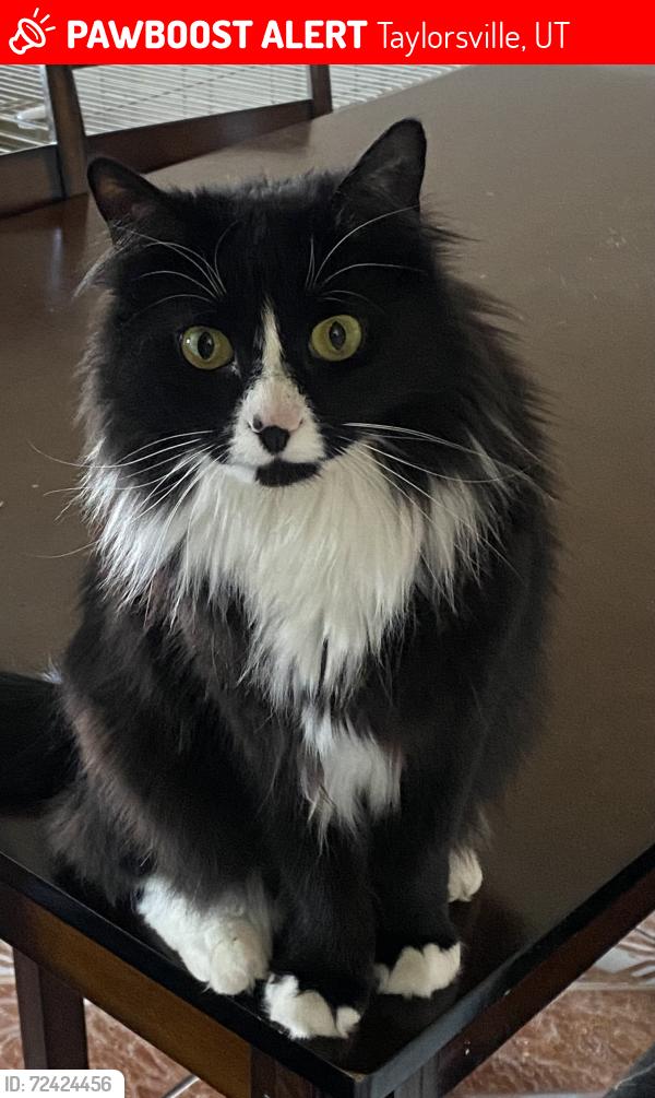 Lost Female Cat last seen Near s 4000 w, Taylorsville, UT 84129