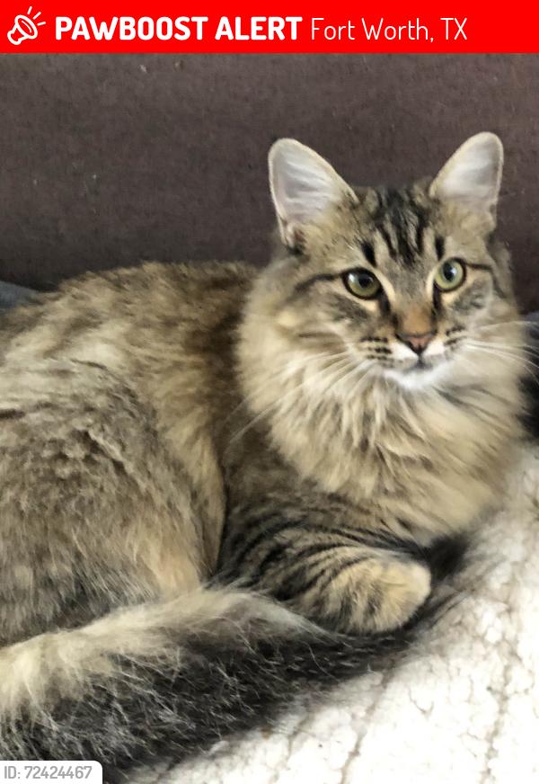 Lost Female Cat last seen Wheelock Dr & South Hulen , Fort Worth, TX 76133