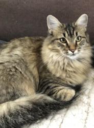 Lost Female Cat last seen Wheelock Dr & South Hulen , Fort Worth, TX 76133