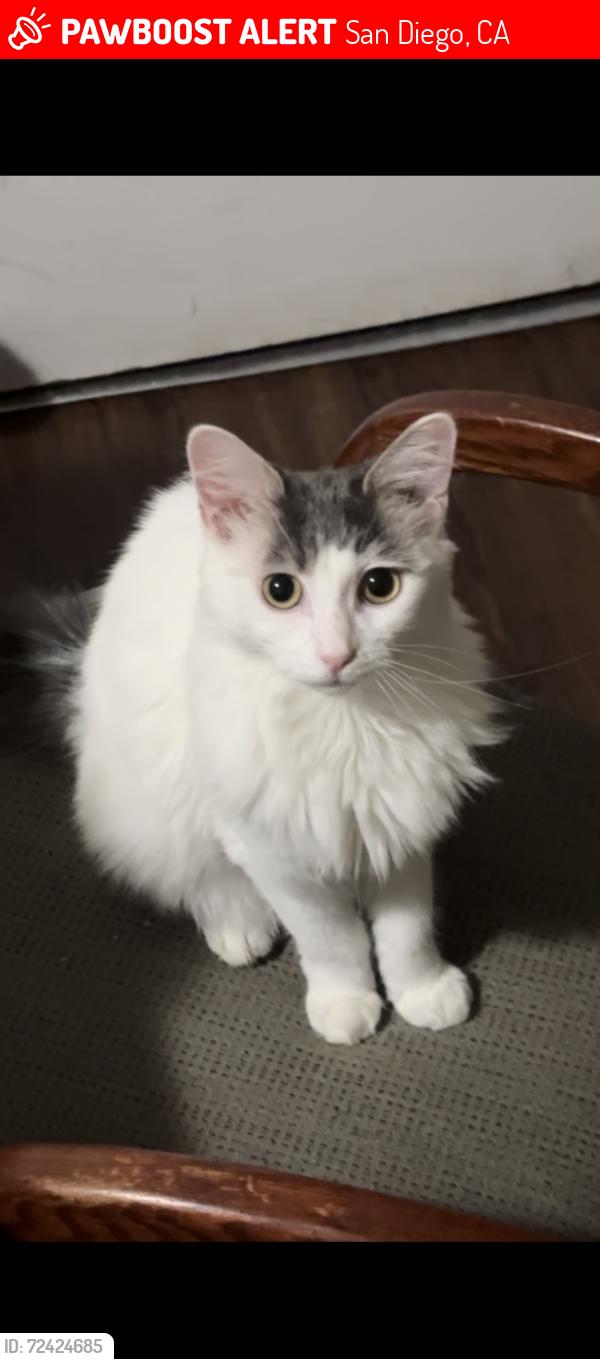 Lost Female Cat last seen Osler street , San Diego, CA 92111
