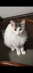 Lost Female Cat last seen Osler street , San Diego, CA 92111