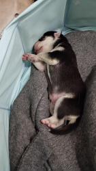 Lost Female Dog last seen I 40 n coors, Albuquerque, NM 87120