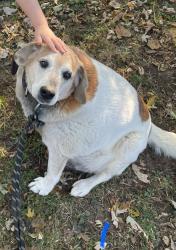 Lost Female Dog last seen Near east and north co rd 300 east Avon,IN , Avon, IN 46123