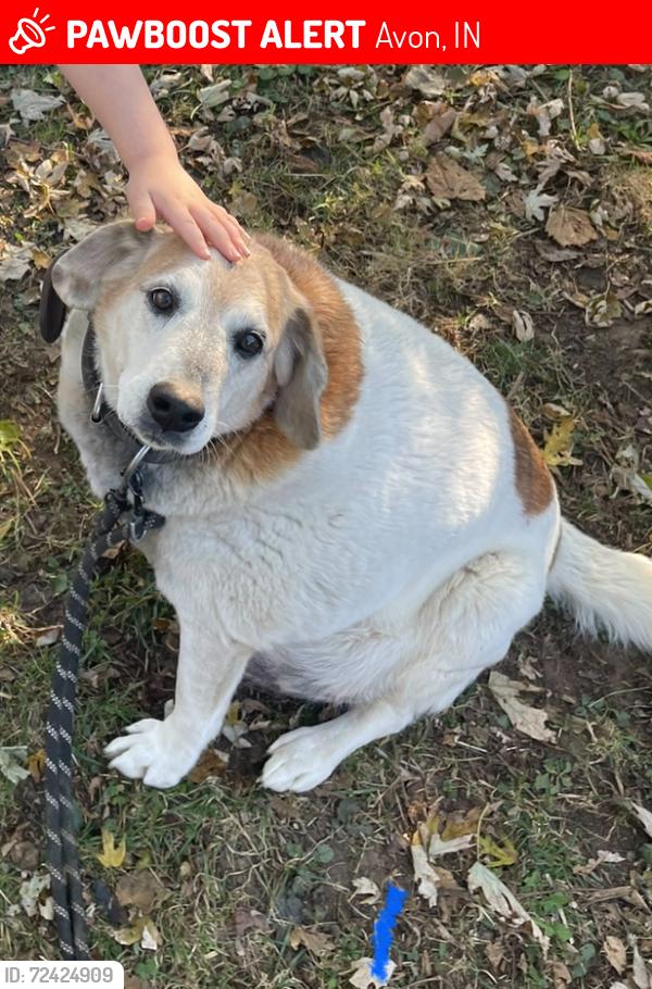 Lost Female Dog last seen Near east and north co rd 300 east Avon,IN , Avon, IN 46123