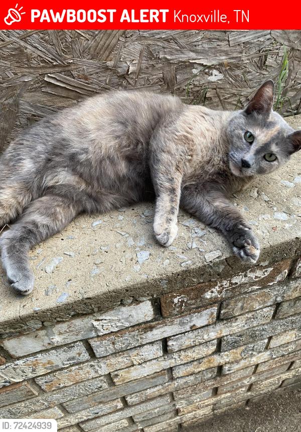 Lost Female Cat last seen Bonny Kate Drive, Tipton Station, Martin Mill Pike , Knoxville, TN 37920