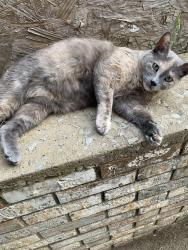 Lost Female Cat last seen Bonny Kate Drive, Tipton Station, Martin Mill Pike , Knoxville, TN 37920