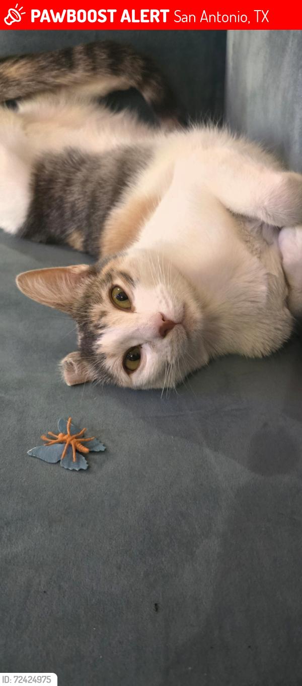 Lost Female Cat last seen Near and Evers, San Antonio, TX 78228