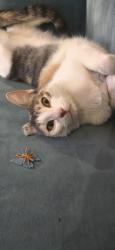 Lost Female Cat last seen Near and Evers, San Antonio, TX 78228
