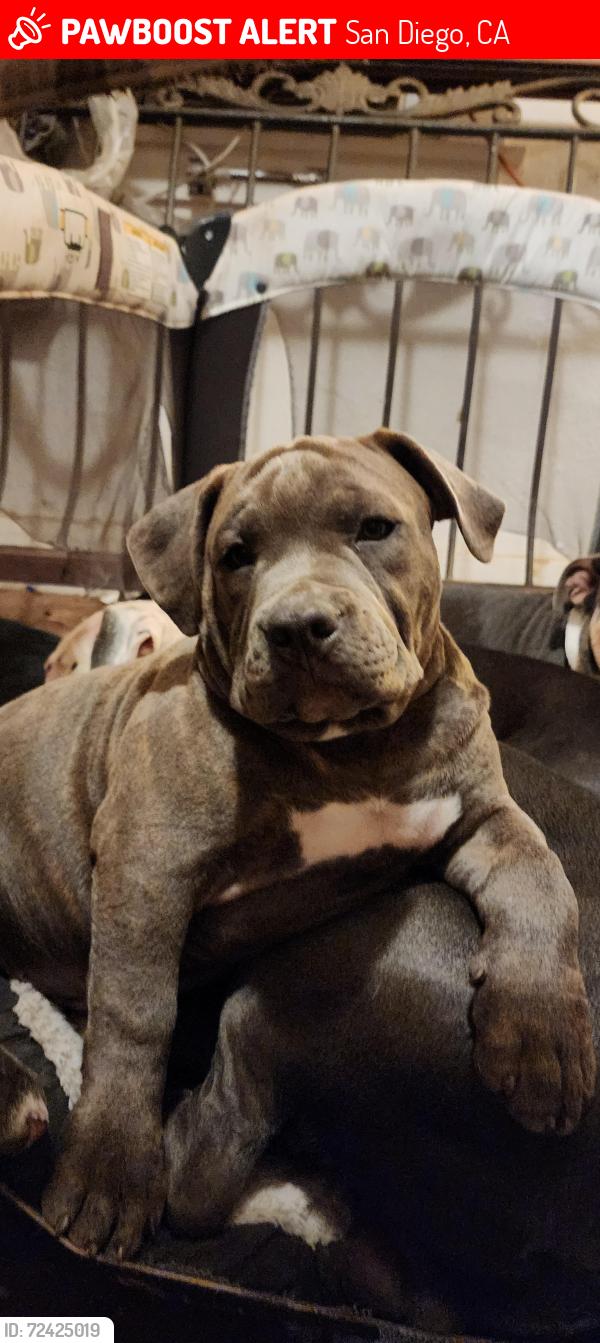 Lost Male Dog last seen 65th St.  Encanto, San Diego, CA 92114