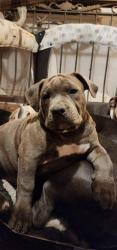 Lost Male Dog last seen 65th St.  Encanto, San Diego, CA 92114