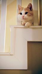 Lost Male Cat last seen Jones Chapel Rd and Twin Falls Ln, Byrdstown, TN, Pickett County, TN 38549
