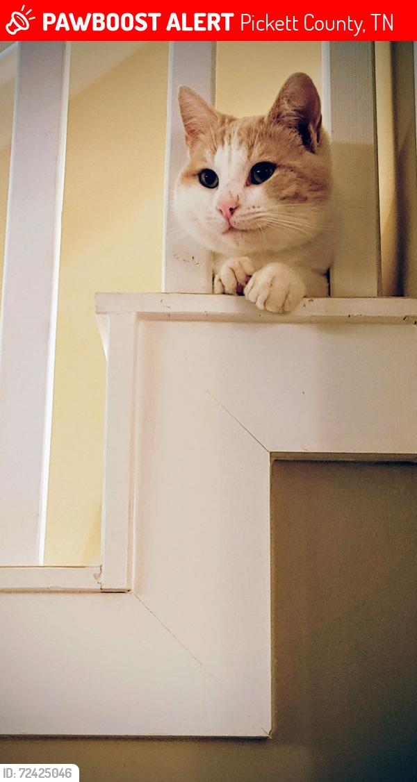 Lost Male Cat last seen Jones Chapel Rd and Twin Falls Ln, Byrdstown, TN, Pickett County, TN 38549