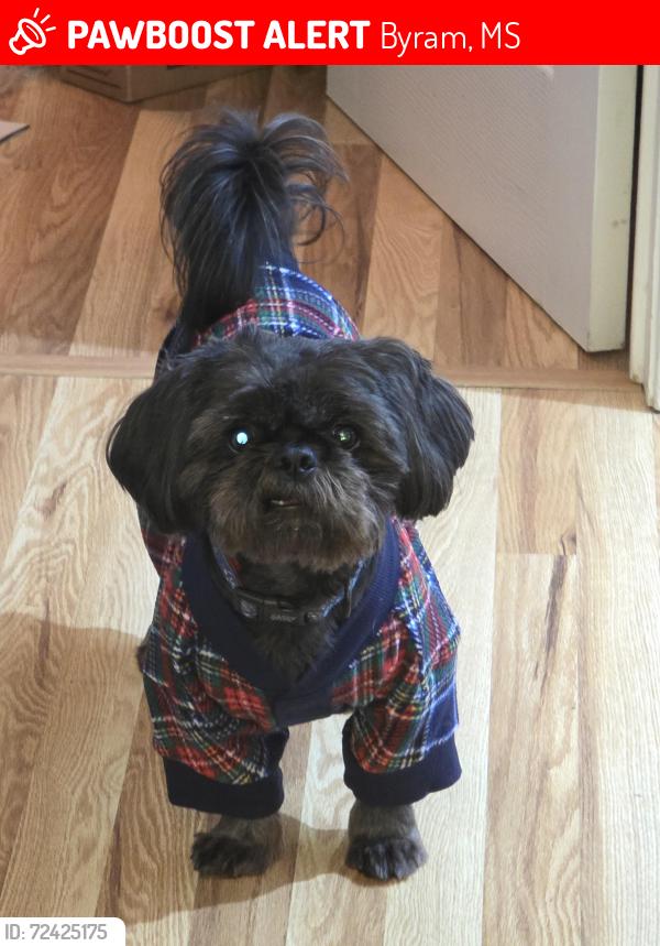 Lost Male Dog last seen raintree  and Green ct., Byram, MS 39272