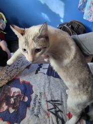 Lost Female Cat last seen Union school road picayune ms , Picayune, MS 39466