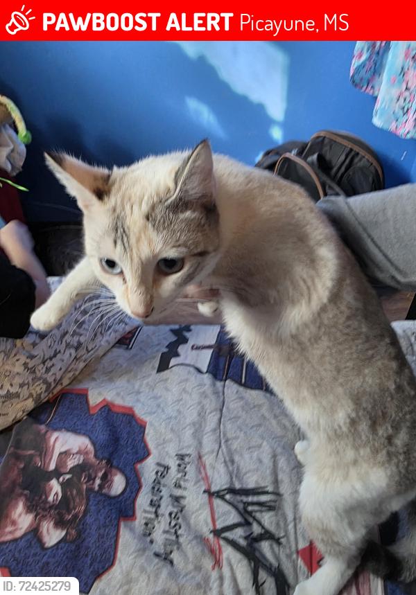 Lost Female Cat last seen Union school road picayune ms , Picayune, MS 39466