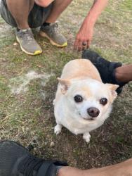 Lost Female Dog last seen Off of 917, Joshua, TX 76058