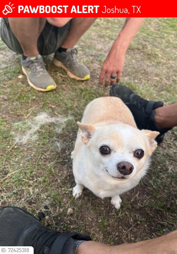 Lost Female Dog last seen Off of 917, Joshua, TX 76058