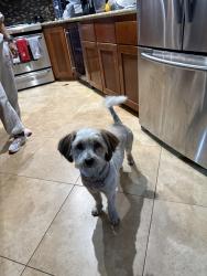 Reunited Male Dog last seen Dell Dale St, Channelview, TX, USA, Channelview, TX 77530