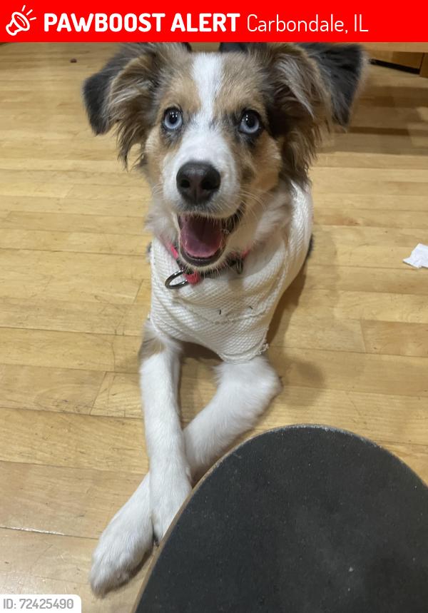Lost Female Dog last seen Campus edge apmts, Carbondale, IL 62901