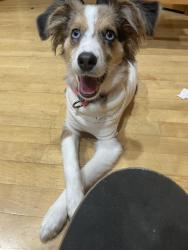 Lost Female Dog last seen Campus edge apmts, Carbondale, IL 62901