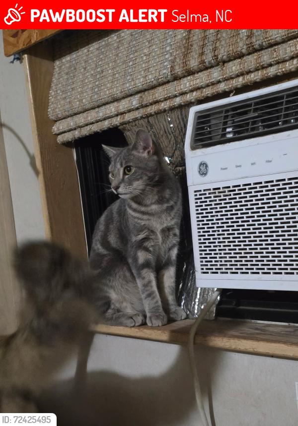 Lost Male Cat last seen Webb St Selma nc, Selma, NC 27576