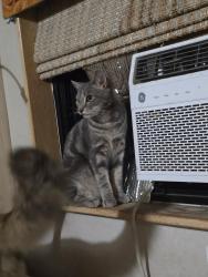 Lost Male Cat last seen Webb St Selma nc, Selma, NC 27576