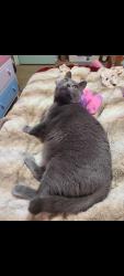 Lost Female Cat last seen Swegle Rd near Cordon., Salem, OR 97305