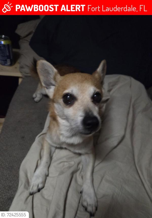 Lost Male Dog last seen Near ave & davie blvd, Fort Lauderdale, FL 33312