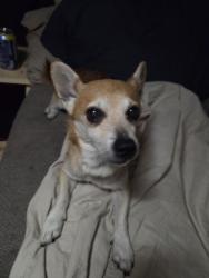 Lost Male Dog last seen Near ave & davie blvd, Fort Lauderdale, FL 33312