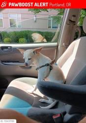 Lost Female Dog last seen MLK and Davis SE Portland , Portland, OR 97206