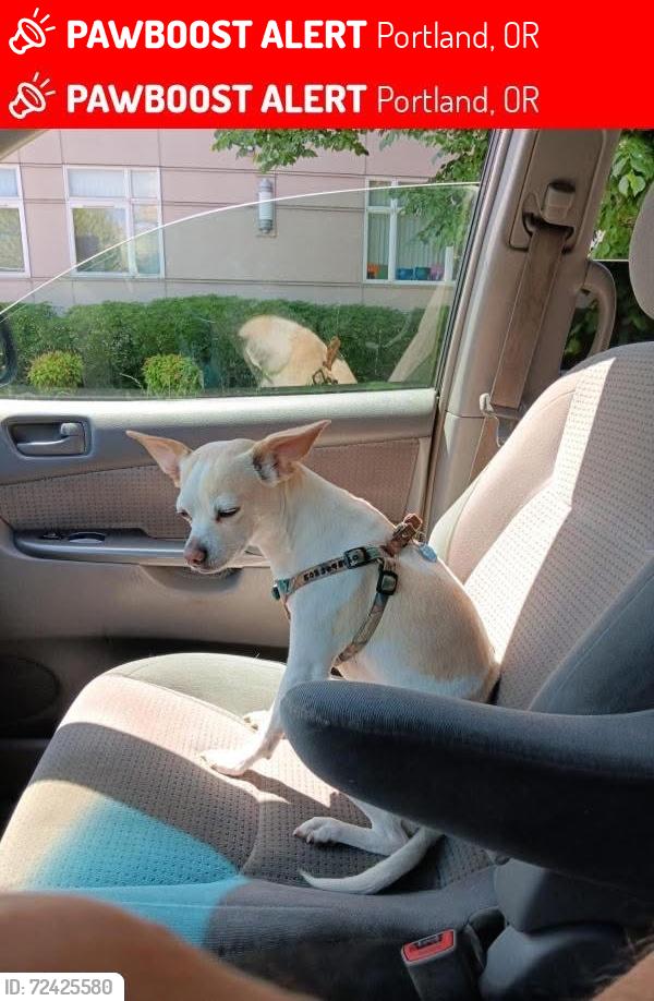 Lost Female Dog last seen MLK and Davis SE Portland , Portland, OR 97206