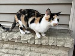 Lost Female Cat last seen Oak Ridge Drive, Denison, TX 75020