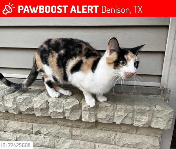 Lost Female Cat last seen Oak Ridge Drive, Denison, TX 75020