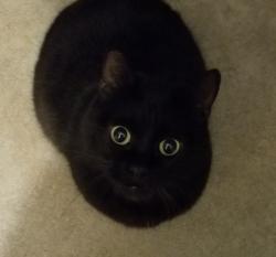 Lost Female Cat last seen Bothwell Rd/Hartland, in Reseda, near Corbin and VanOwen, Los Angeles, CA 91335