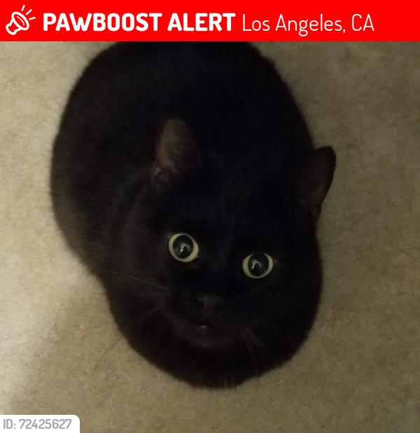 Lost Female Cat last seen Bothwell Rd/Hartland, in Reseda, near Corbin and VanOwen, Los Angeles, CA 91335