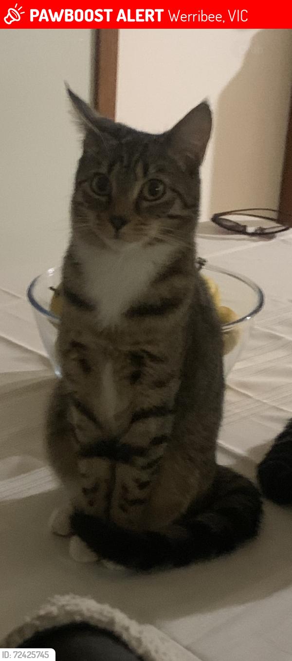 Lost Female Cat last seen Rosella ave, Werribee, VIC 3030