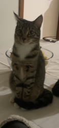 Lost Female Cat last seen Rosella ave, Werribee, VIC 3030