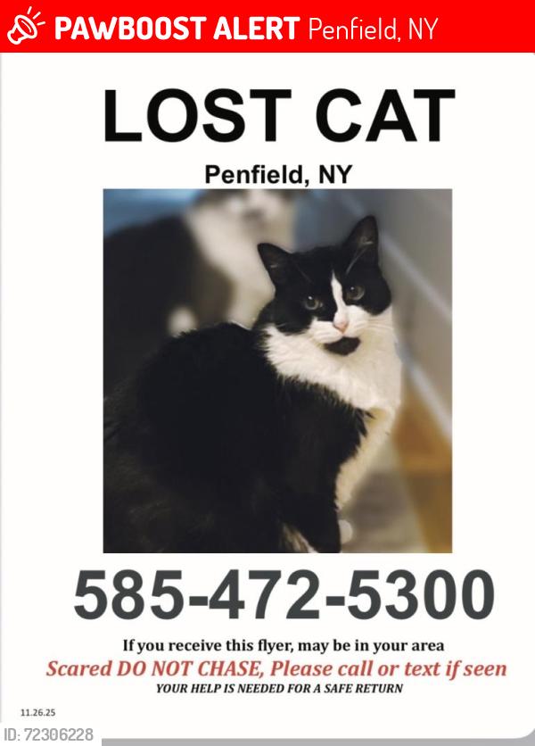 Lost Female Cat last seen Near and Allen Road, Penfield, NY 14526