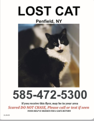 Lost Female Cat last seen Near and Allen Road, Penfield, NY 14526