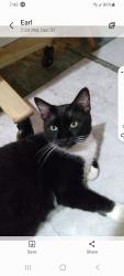 Lost Male Cat last seen Near CR 4020 Indian Ridge , Dayton, TX 77535