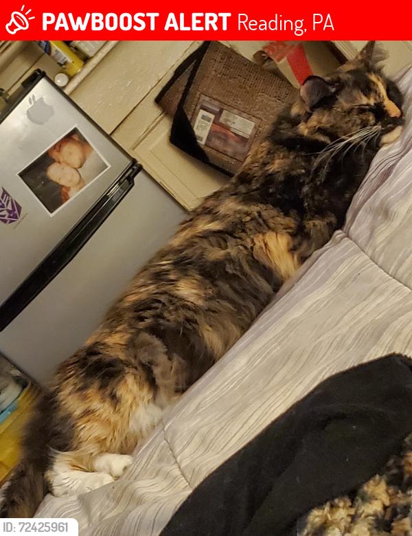 Lost Female Cat last seen Perkiomen  & clymer, Reading, PA 19602