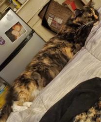 Lost Female Cat last seen Perkiomen  & clymer, Reading, PA 19602