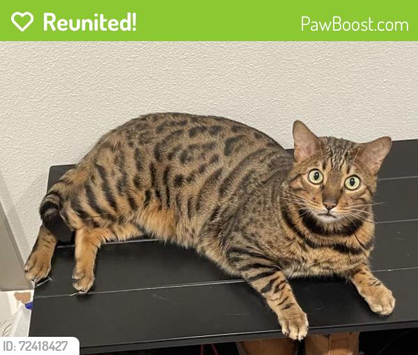 Wa Rav Cat Reunited Male Cat in Seattle, WA 98122 (ID: 72418427) | PawBoost