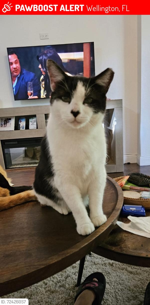 Lost Male Cat last seen SR7 and Lantana, Wellington, FL 33449