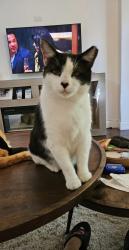 Lost Male Cat last seen SR7 and Lantana, Wellington, FL 33449