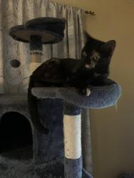 Lost Female Cat last seen NW 42nd, Warr Acres, OK 73122